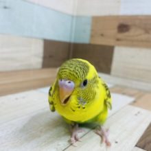 最新画像になります☆もじもじ姿が妙に可愛い〜〜☆　セキセイインコ　イエローハルクイン！