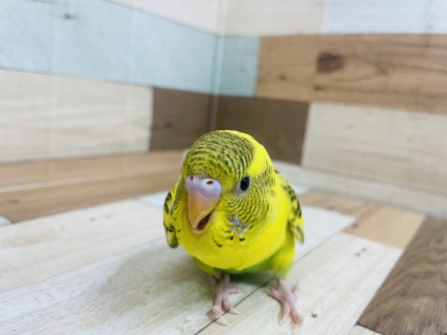 最新画像になります☆もじもじ姿が妙に可愛い〜〜☆　セキセイインコ　イエローハルクイン！