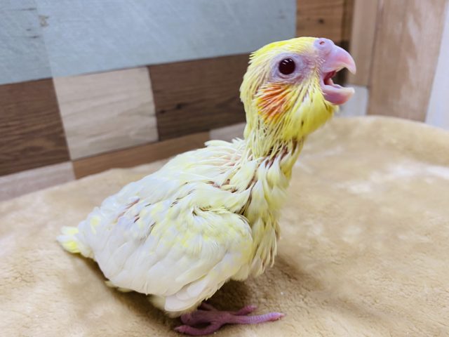 オカメインコ