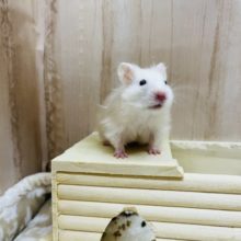 食いしん坊☆サテンハムスター女の子
