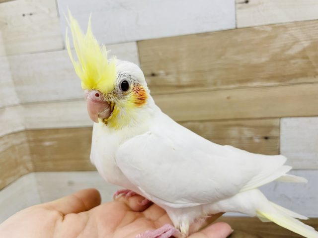 オカメインコ