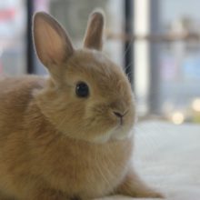 可愛いドワーフラビットさん入舎！