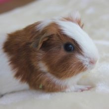 右から？左から？どちらがお好き？？　イングリッシュモルモットさん入舎