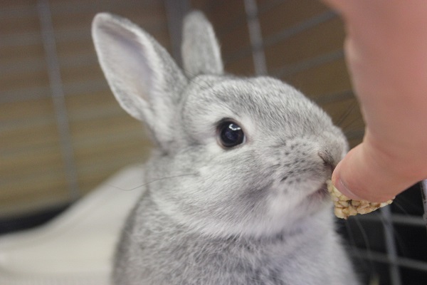 おっとりうさちゃん🐇❤とってもイイコなドワーフラビットさんです🌟