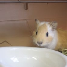 たまらないかわいさ💙イングリッシュモルモットさんです♂