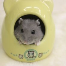 ロシアンブルーハムスター入舎♪