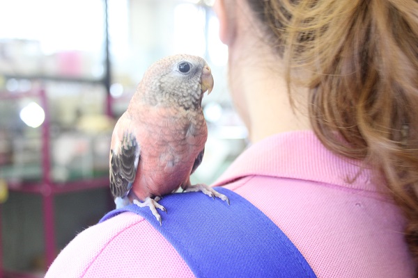 品があります✨鮮やかなローズアキクサインコさんです