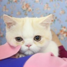 とってもイイお色💛おっとりまったりエキゾチックさん男のコ♂