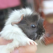 チャームポイントはト・サ・カ？　アビシニアンモルモット入舎！