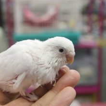白黒ハッキリしてます！　ダブルファクターのセキセイさん入舎！