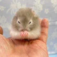 お願い事！？セーブルハムスター（グレー系）男の子　2022年1月生まれ