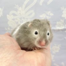 ふわふわ💛セーブルハムスター（ブラック系）女の子　2022年１月生まれ