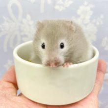 カップはむ💛セーブルハムスター（グレー系）女の子　2022年1月生まれ