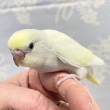 レアカラー！？セキセイインコ（クリーム） 2022年2月生まれ