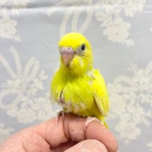 あま～いメロンみたい！？セキセイインコ（グリーンスパングルパイド） 2022年2月生まれ