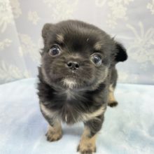 ムチムチMAX💛チワワ（ブラックタン＆ホワイト）男の子　2022年1月11日生まれ