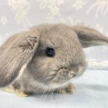 お耳パタパタ💛ロップイヤーラビット（ブルー系）女の子　2022年2月生まれ