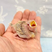 食べるで～💛シナモン文鳥　2022年3月生まれ