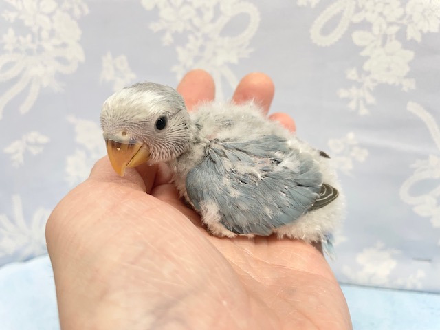 コザクラインコ（小桜インコ）