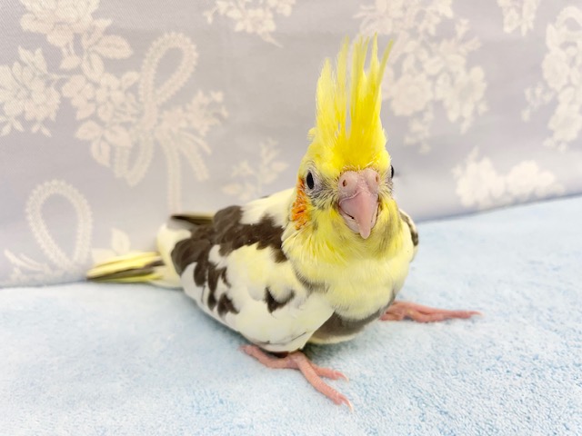 世界に１羽💛オカメインコ（パイド） 2022年3月生まれ