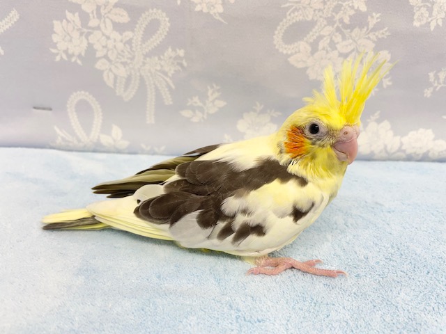 オカメインコ