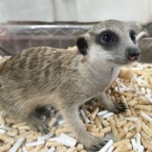 最新画像☆ヌ～💛ミーアキャット（男の子）　2022年2月生まれ