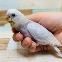 人気のピンク系♡セキセイインコ(ライラック)☆