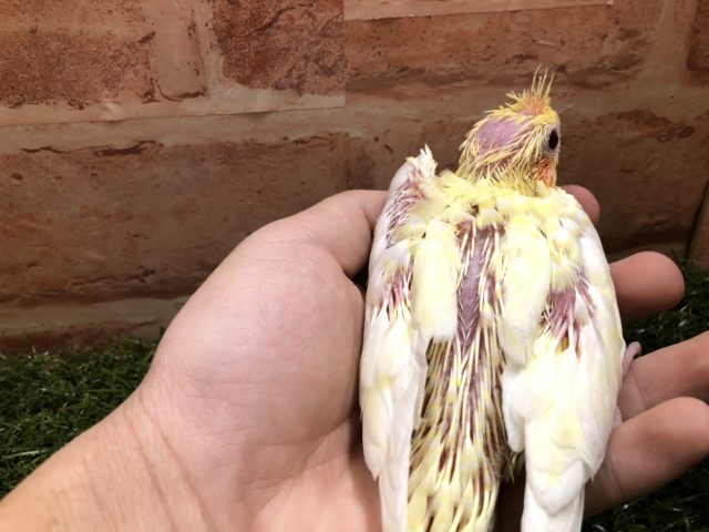 オカメインコ