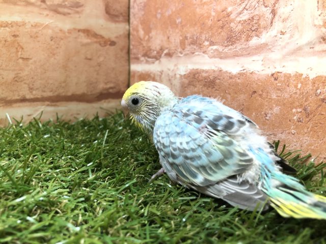 人気カラーのセキセイちゃん　セキセイインコパステルレインボー　R４　３／２撮影