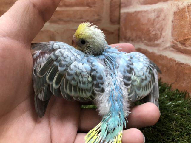 セキセイインコ