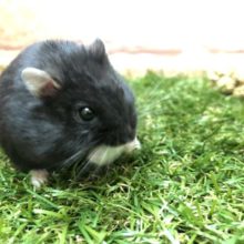 黒いつやがたまりません　ジャンガリアンハムスターリアルブラック　R４　３／２撮影