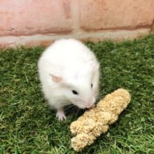 真っ白なロングコート　ロングカラーハムスター　　R４　３／５撮影