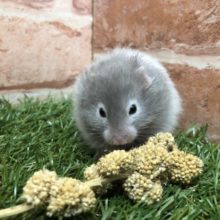 まだまだ大きくなります　ロングカラーハムスター　R４　３／１２撮影