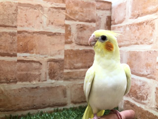 オカメインコ