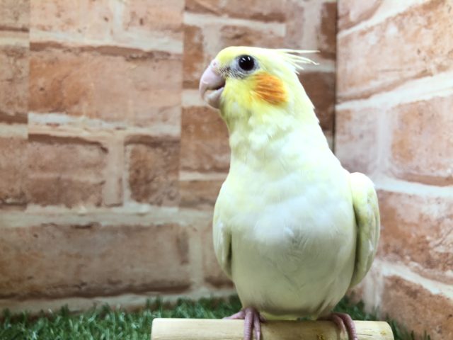 人気ですよね　オカメインコルチノー　R４　３／２撮影