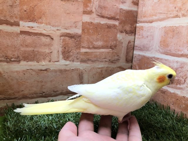 オカメインコ