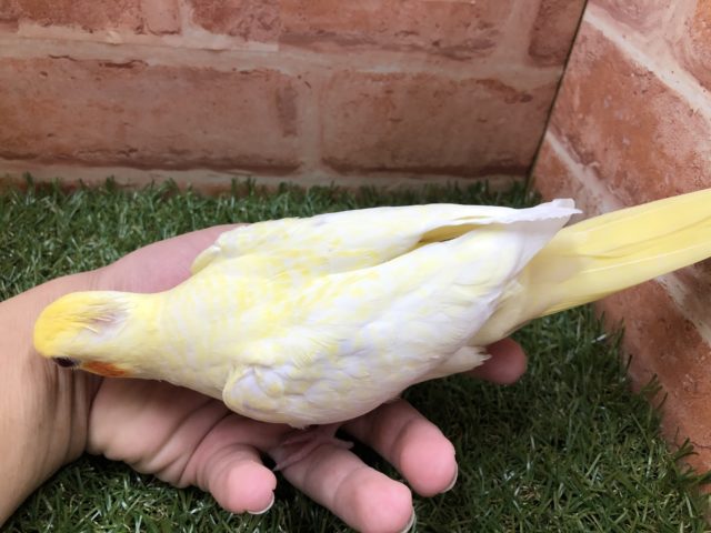 オカメインコ