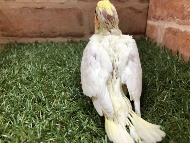 オカメインコ