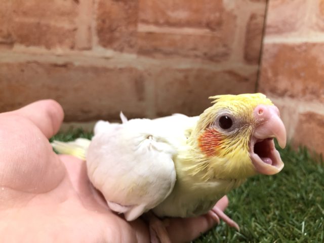 オカメインコ