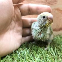パステルカラーがきれいです　セキセイインコパステルレインボー　R４　３／１７撮影