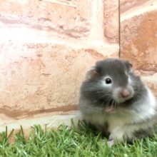 くりっとおめめ　ロングカラーハムスター　R４　３／２６撮影