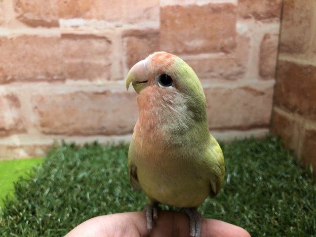 コザクラインコ（小桜インコ）