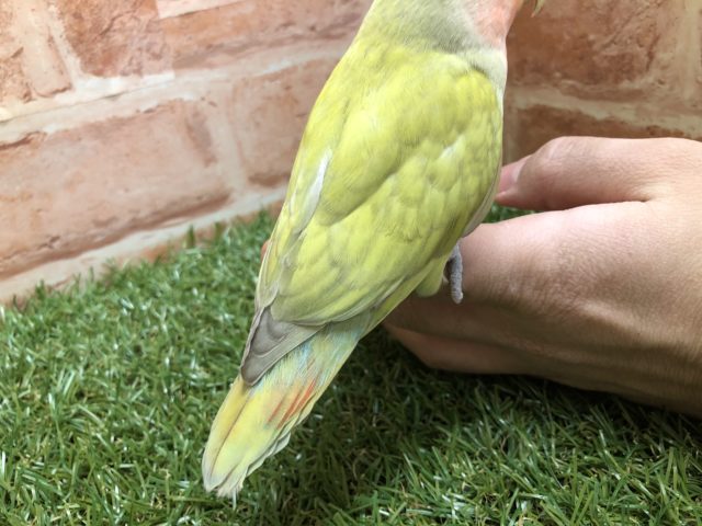 コザクラインコ（小桜インコ）