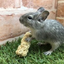 粟の穂うっま！！　デグーブルーカラー入舎です　R４　２／２６撮影