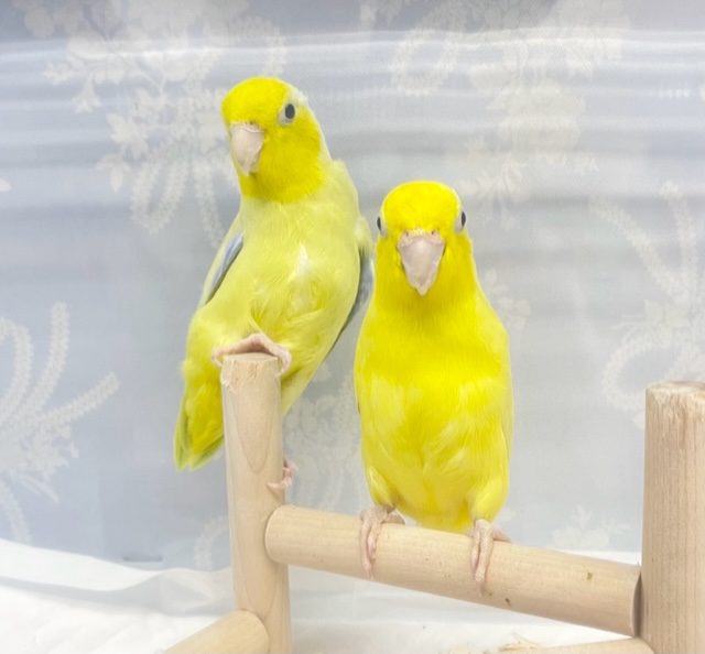 仲良し💛マメルリハ(アメリカンイエロー)男の子と女の子 2022年2月生まれ マメルリハ