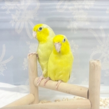 仲良し💛マメルリハ（アメリカンイエロー）男の子と女の子　2022年2月生まれ