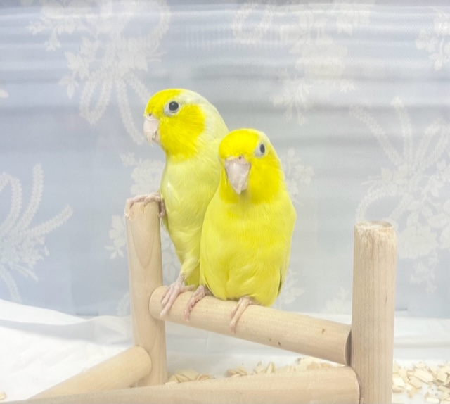 仲良し💛マメルリハ（アメリカンイエロー）男の子と女の子　2022年2月生まれ