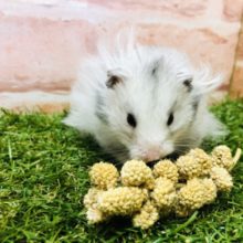 モッサモッサだね～　ロングカラーハムスター　　R４　３／５撮影