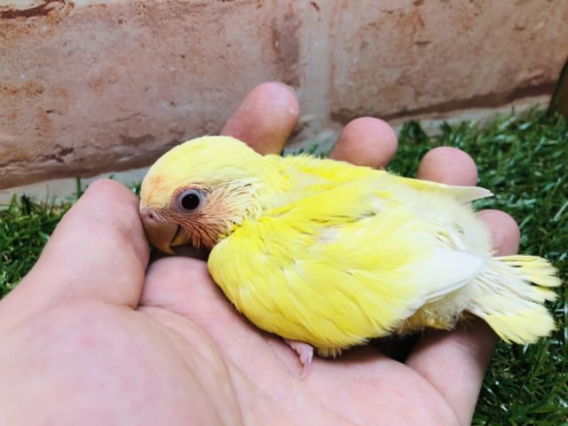 人気カラーです！　コザクラインコルチノーカラー　R４　３／１０撮影