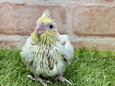 ２週連続でやってきてくれました☆　オカメインコ“ルチノー” 2022.3/9撮影